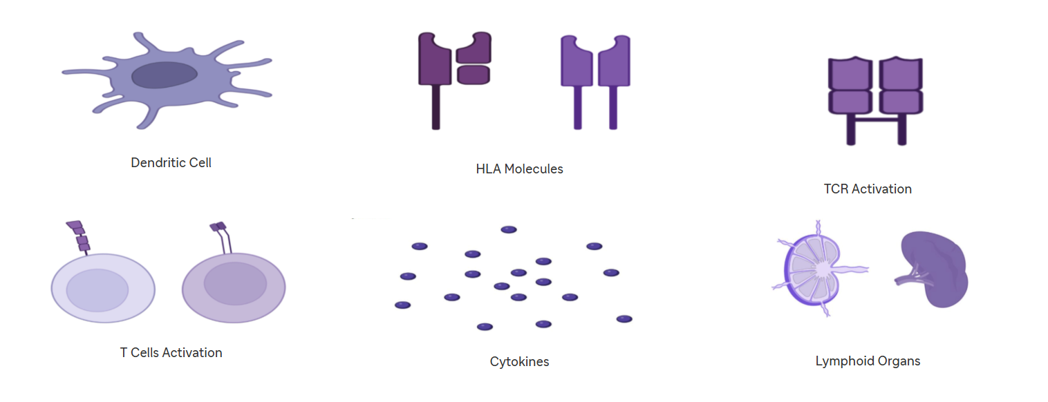 T cell activation- all images